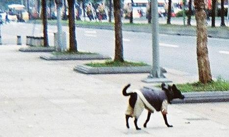 Een hond op straat - met een broekje aan?